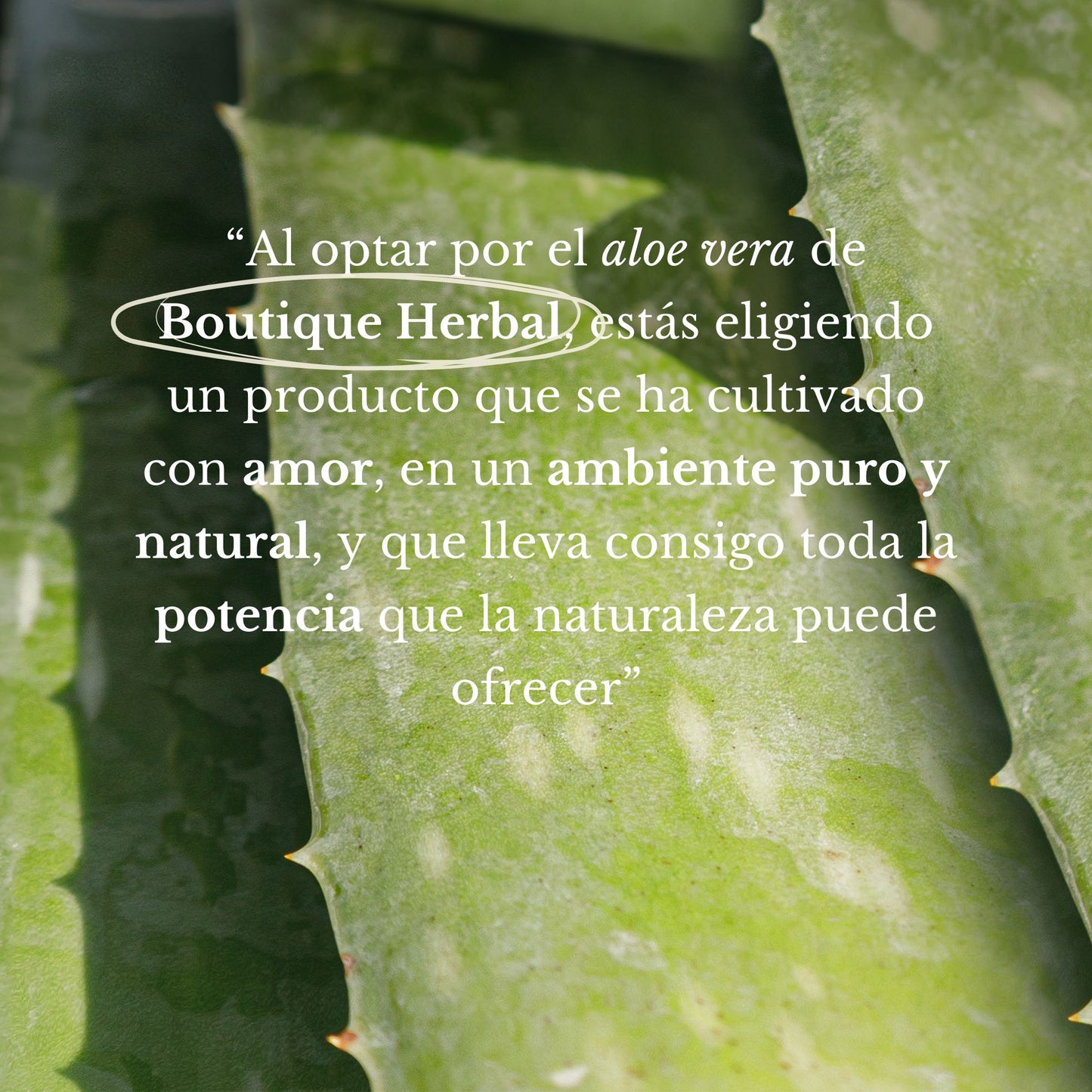 KIT 3 PULPAS NATURALES DE ALOE VERA