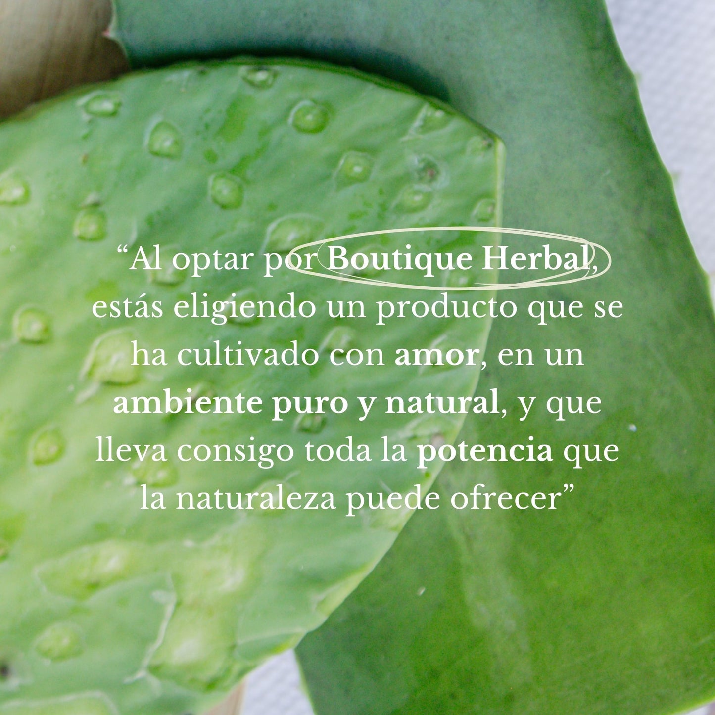 KIT BIENESTAR MEXICANO
