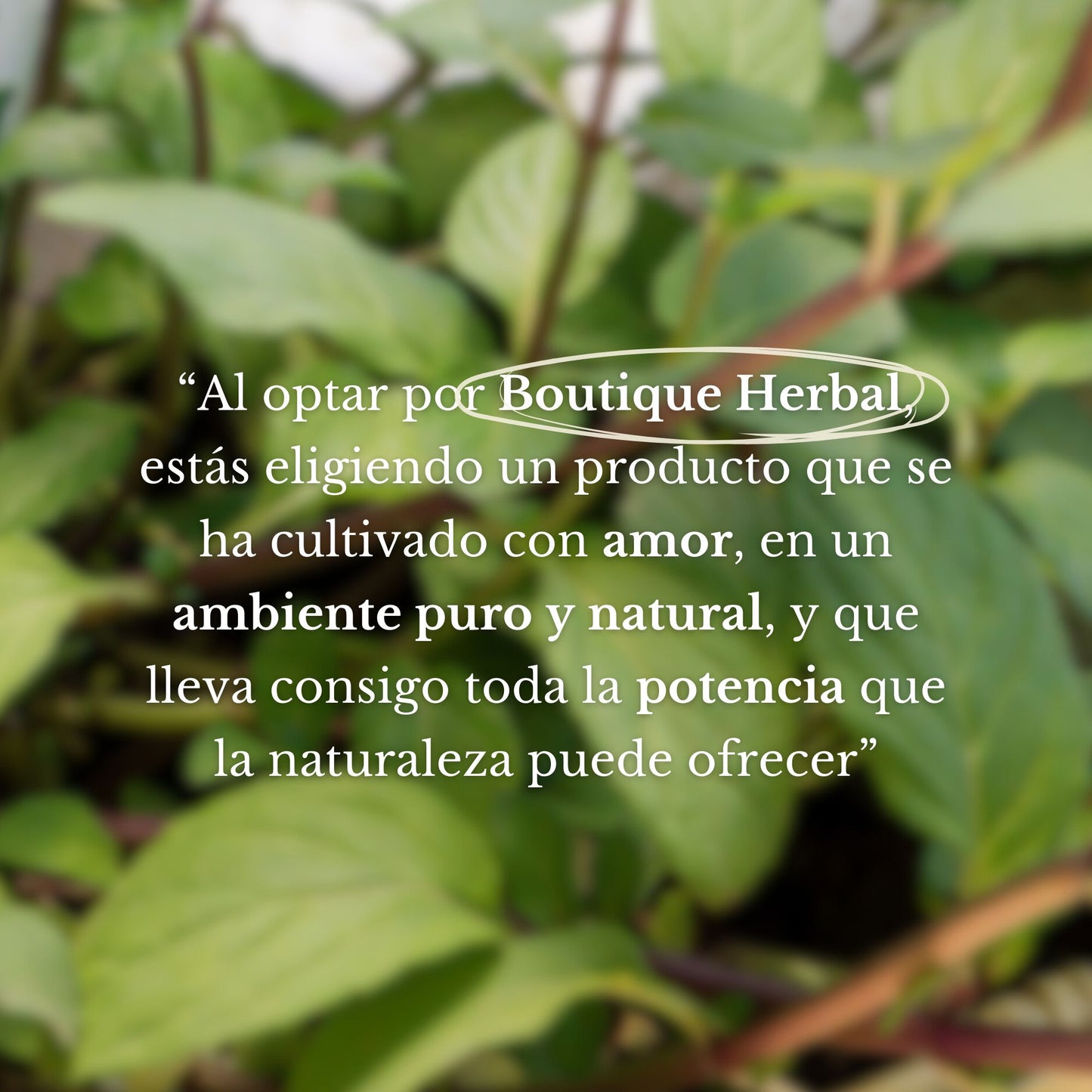 MINI HIDROLATO DE MENTA (100ml)