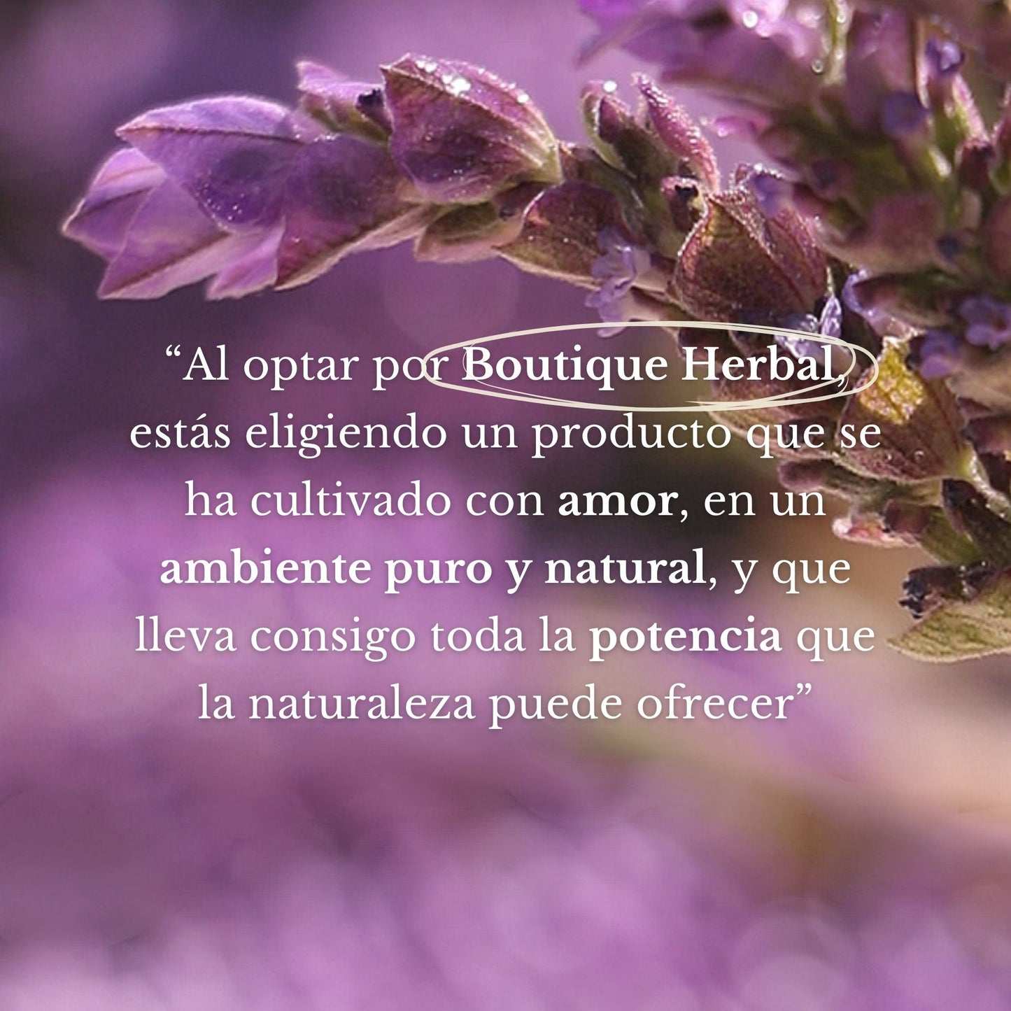 MINI HIDROLATO DE LAVANDA (100ml)