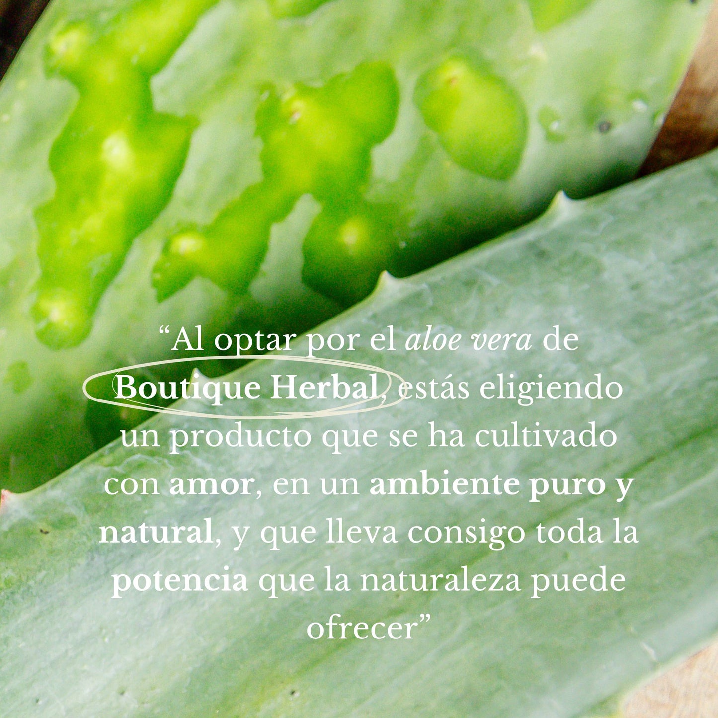 FUSIÓN: PULPA DE ALOE Y CONCENTRADO DE NOPAL
