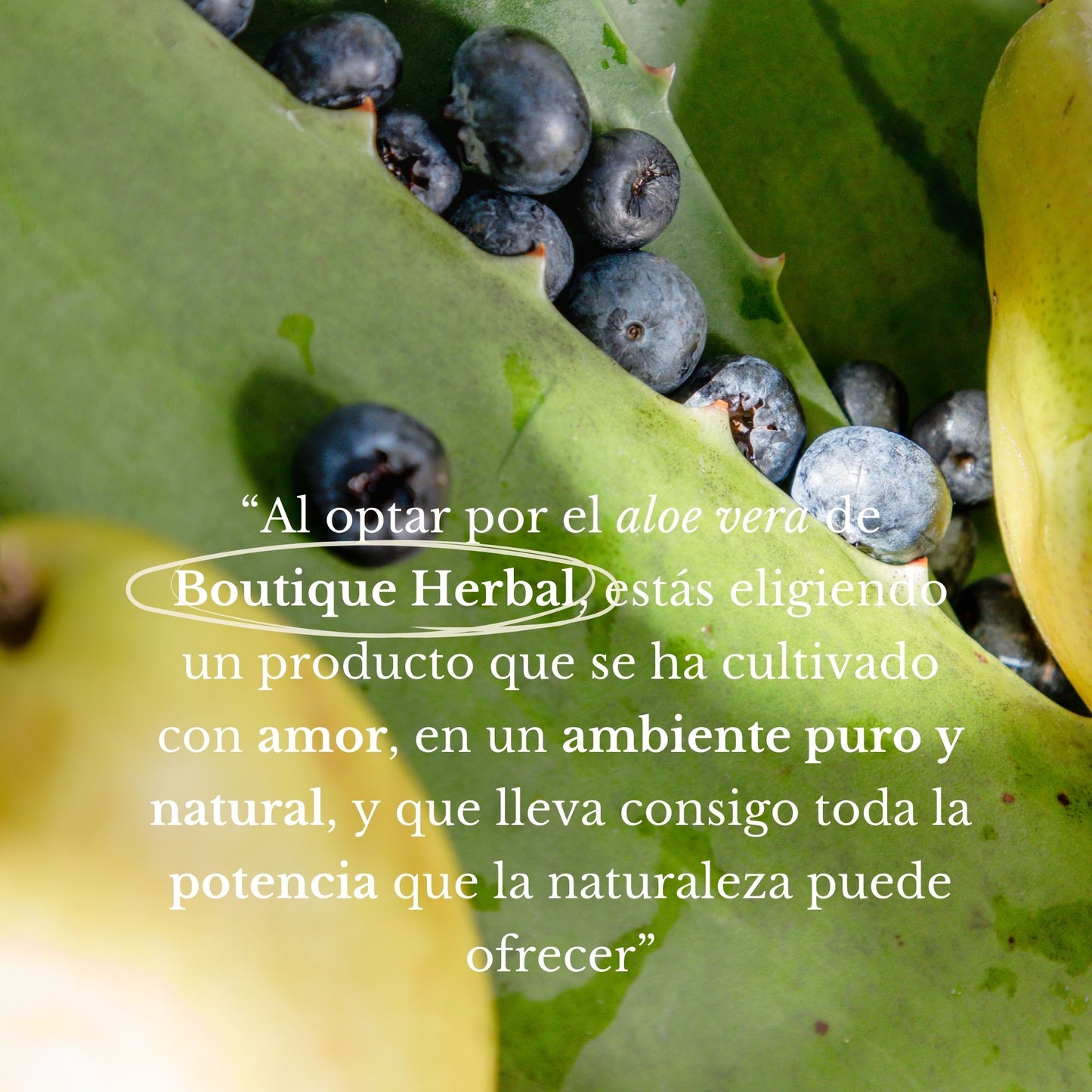 FUSIÓN: PULPA DE ALOE Y CONCENTRADO DE ARÁNDANO
