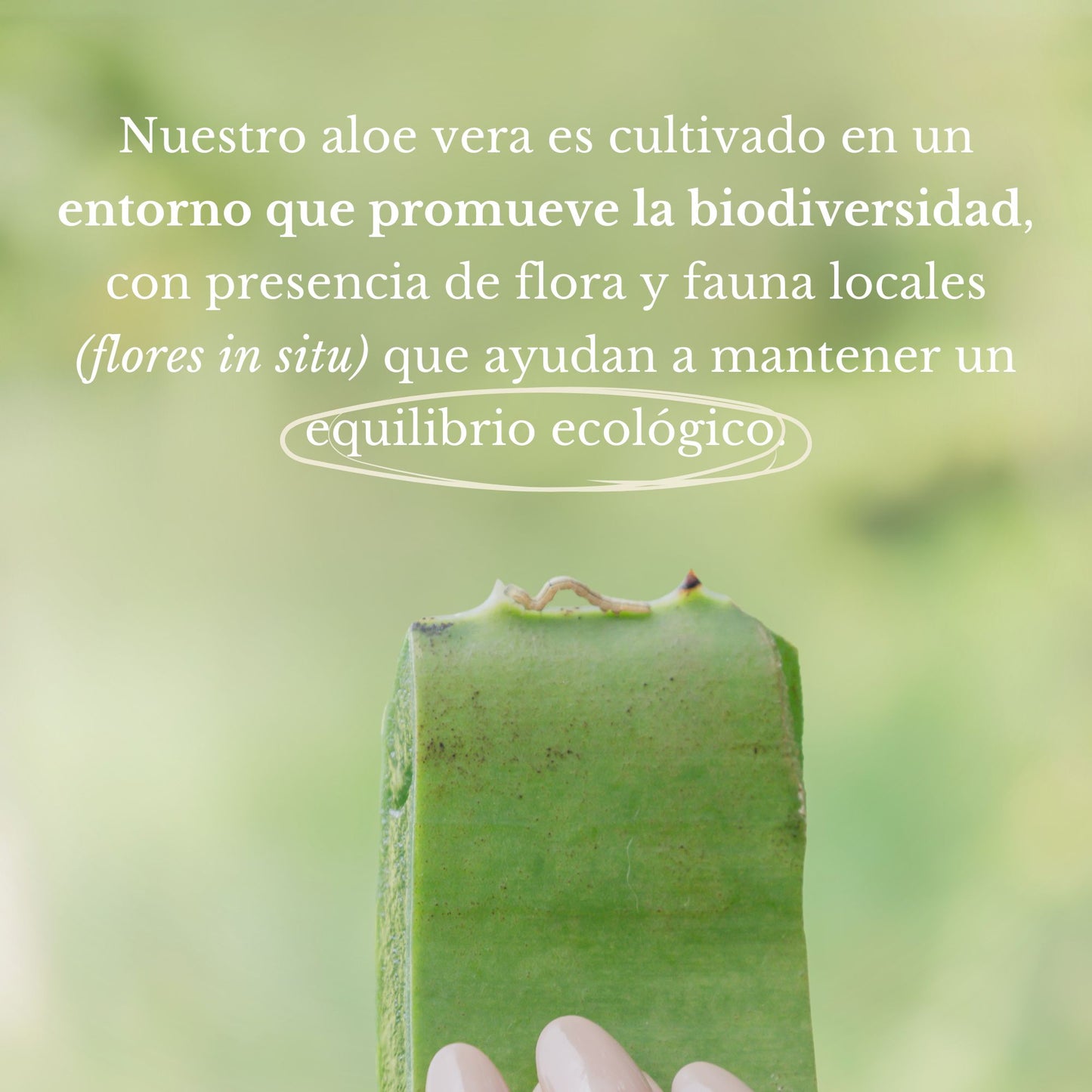 PULPA NATURAL DE ALOE VERA