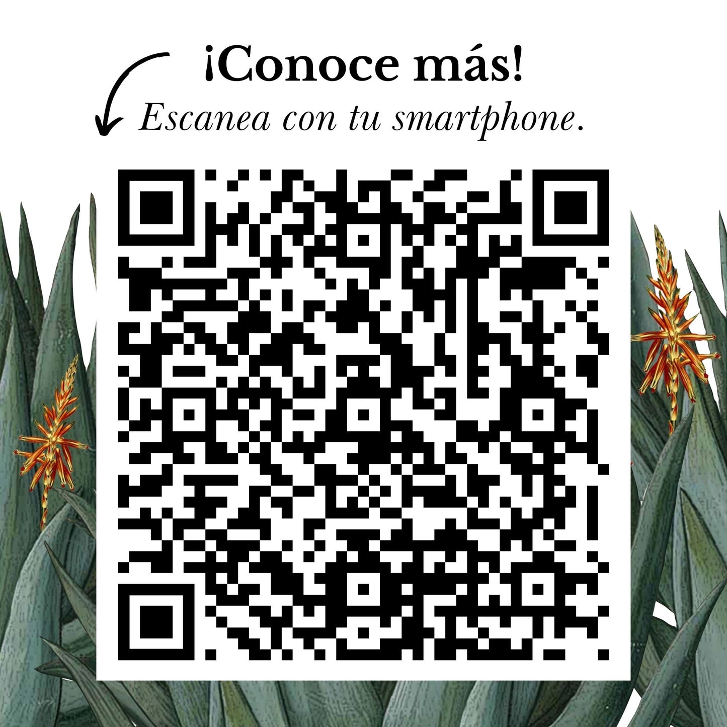 b. CONCENTRADO DE ALOE VERA ORGÁNICO