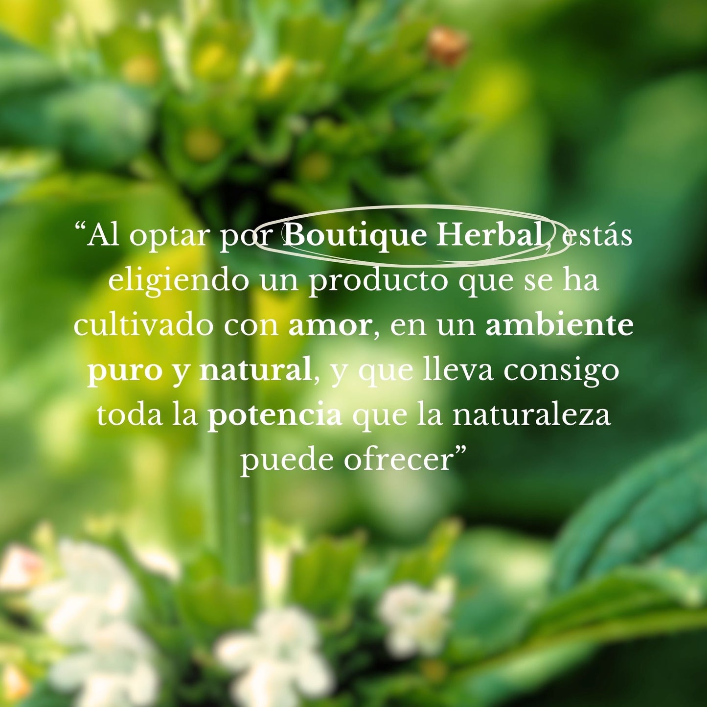 MINI HIDROLATO DE TORONJIL (100ml)