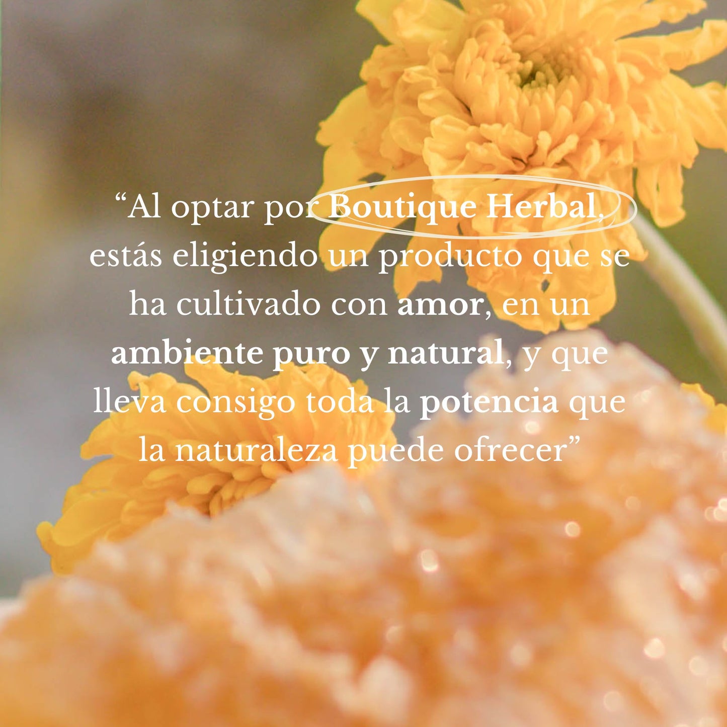 MIEL ORGÁNICA DE FLORACIÓN DE TEMPORADA