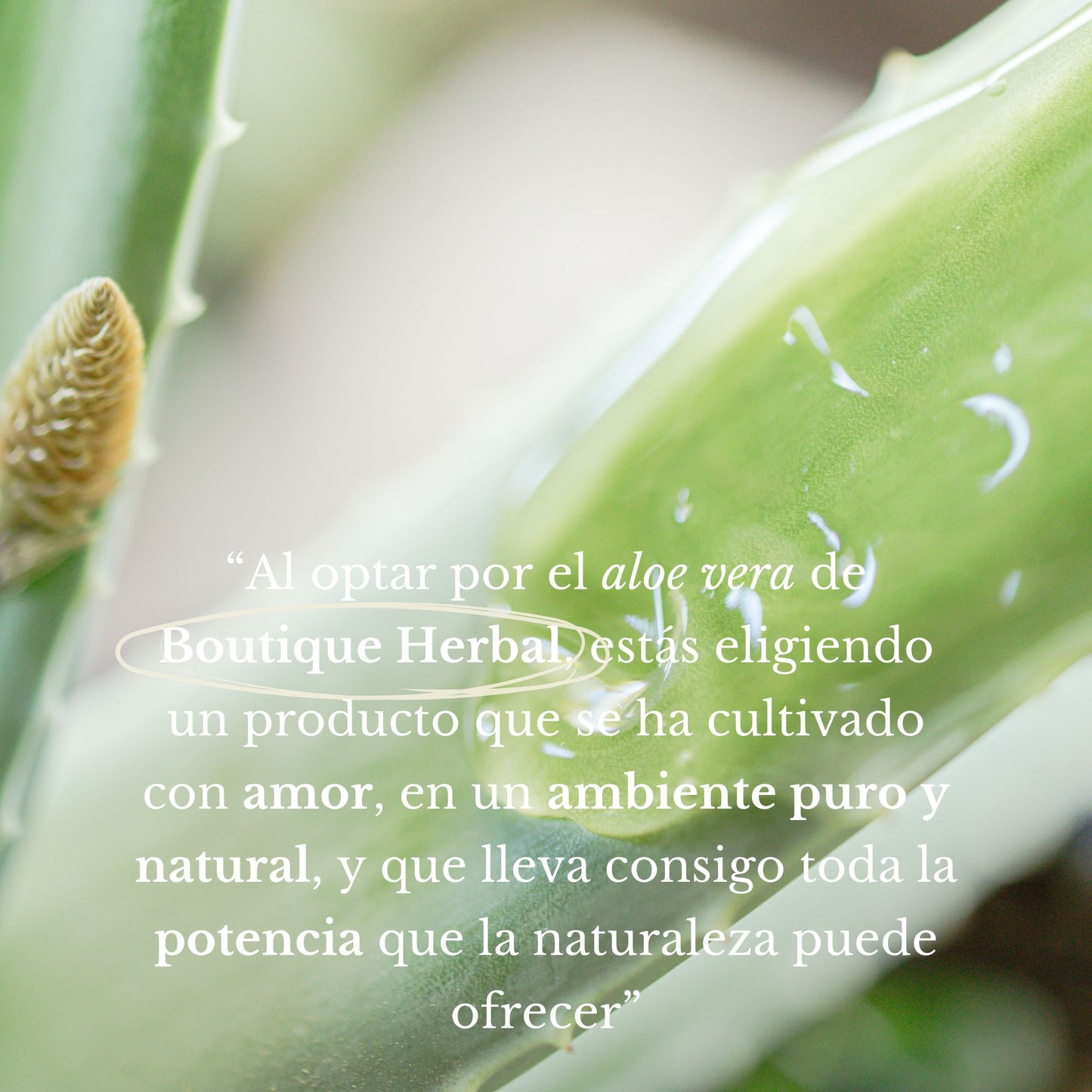 GEL HIDRO-REFRESCANTE DE ALOE VERA CORPORAL