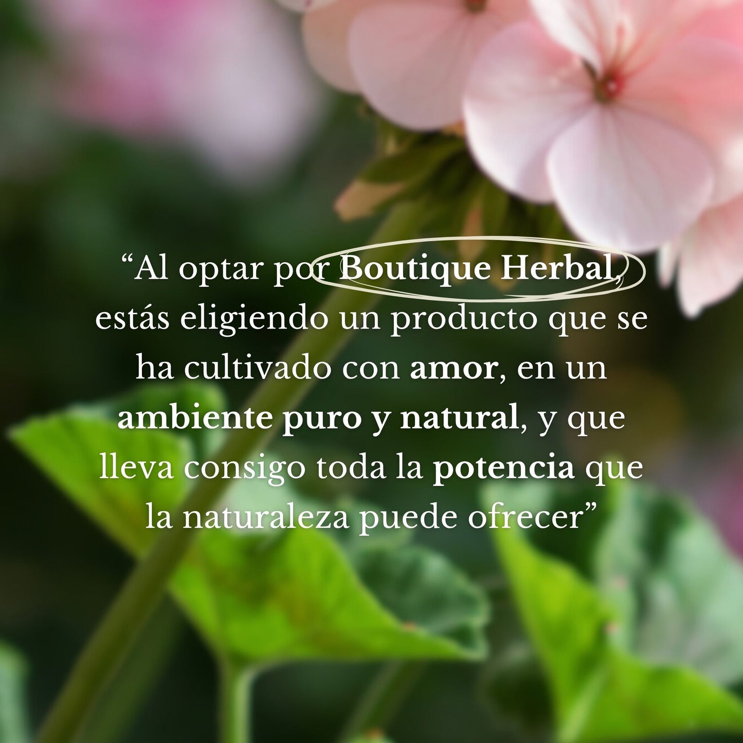 MINI HIDROLATO DE GERANIO (100ml)