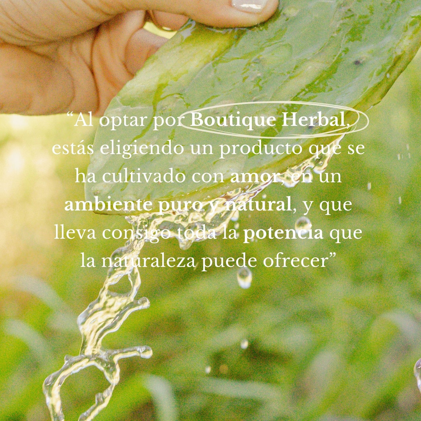 CONCENTRADO NATURAL DE NOPAL