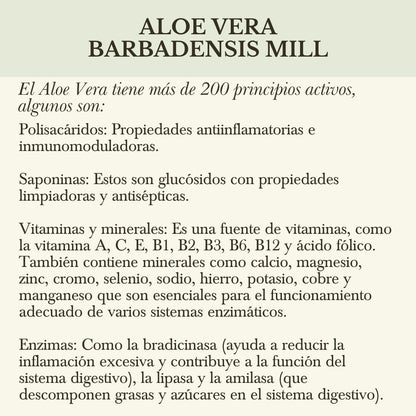 PULPA DE ALOE VERA COMESTIBLE ORGÁNICO