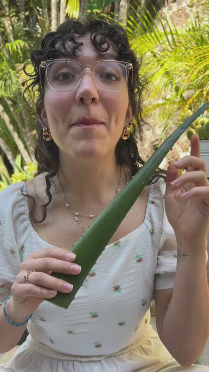 PULPA DE ALOE VERA COMESTIBLE ORGÁNICO